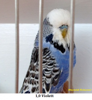 WS-Jungvoegel 2010